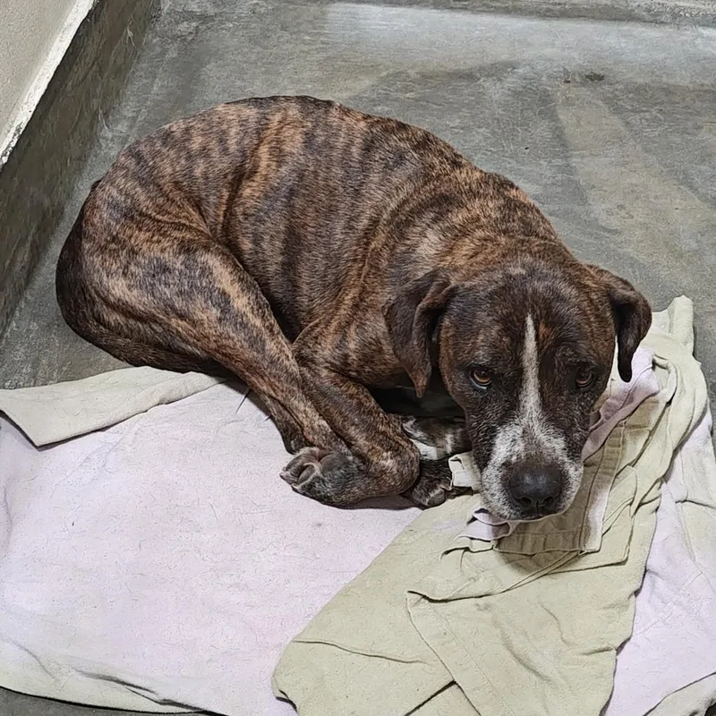 A senior medium-sized male Brown / Chocolate Boxer dog named Pearson for adoption in Upland, CA