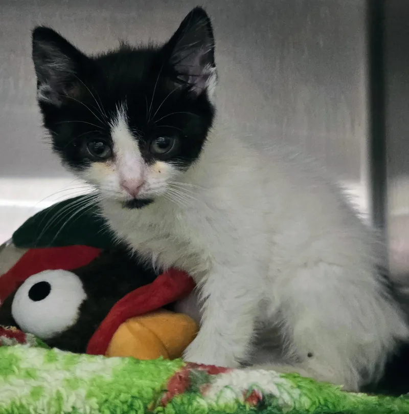 A baby medium-sized female White Domestic Short Hair cat named Tangerine Dream for adoption in Amityville, NY