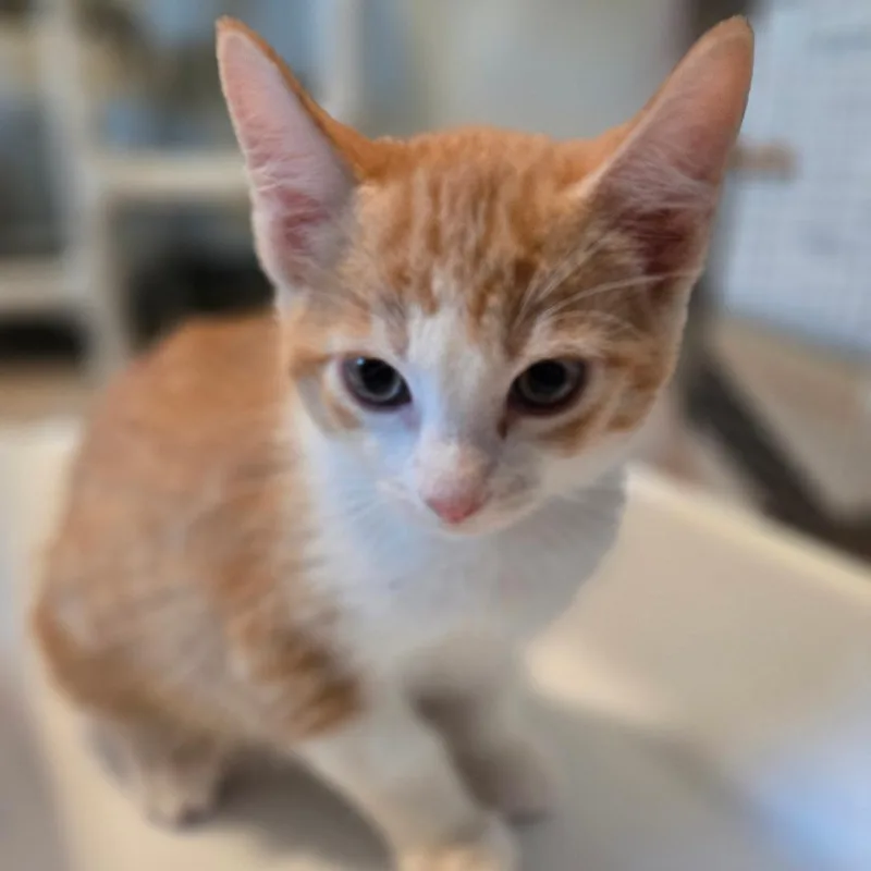 A baby small-sized male Orange / Red Domestic Short Hair cat named Sunkist for adoption in Durango, CO
