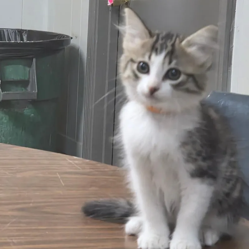 Basil thumbnail 2
