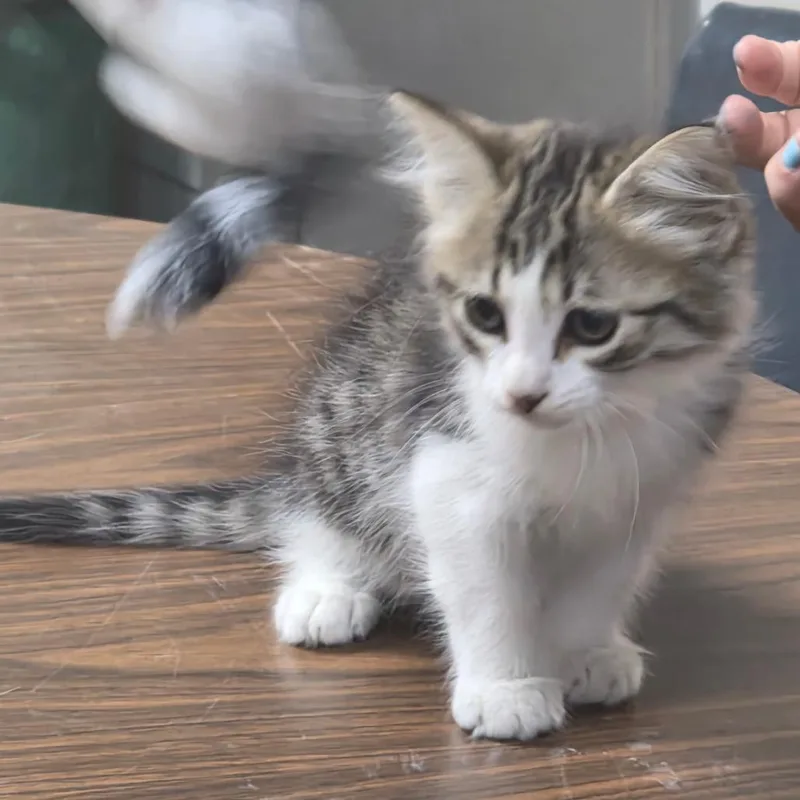 Basil thumbnail 3