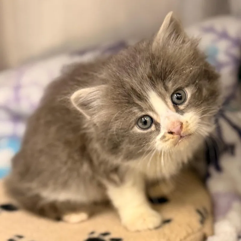 A baby small-sized female Domestic Long Hair cat named Moonbeam for adoption in Cumming, GA