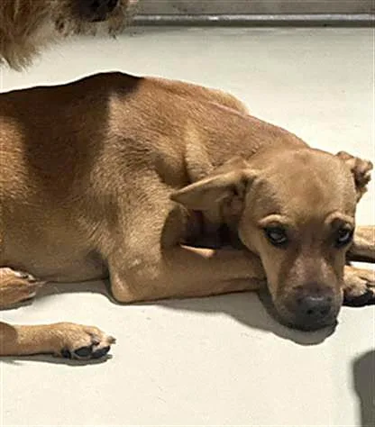 A young small-sized male Brown / Chocolate Chihuahua dog named Chestnut URGENT for adoption in Thousand Oaks, CA