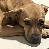 Chestnut  URGENT thumbnail 2