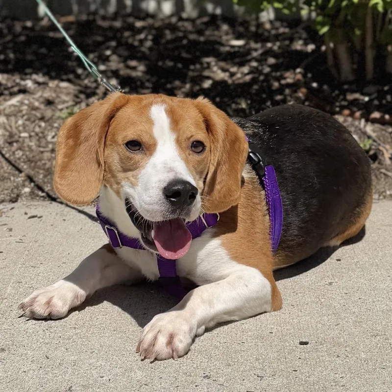 An adult medium-sized male Brown / Chocolate Beagle dog named Lv for adoption in East Hampton, NY
