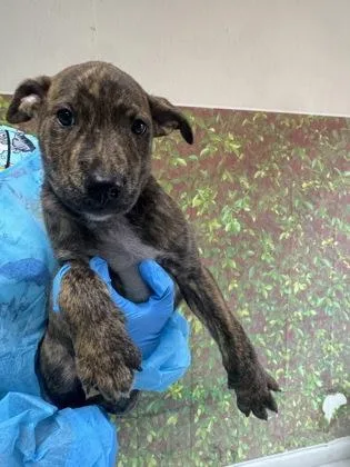 A young small-sized male Shepherd dog named Cloudy for adoption in San Antonio, TX