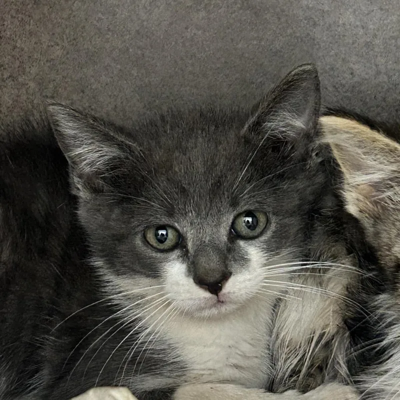 A baby small-sized male Gray / Blue / Silver Domestic Short Hair cat named Diver for adoption in Abilene, TX