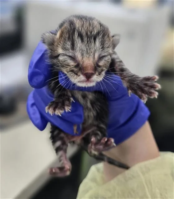 A baby medium-sized male Domestic Short Hair cat named Aaron for adoption in Dallas, TX