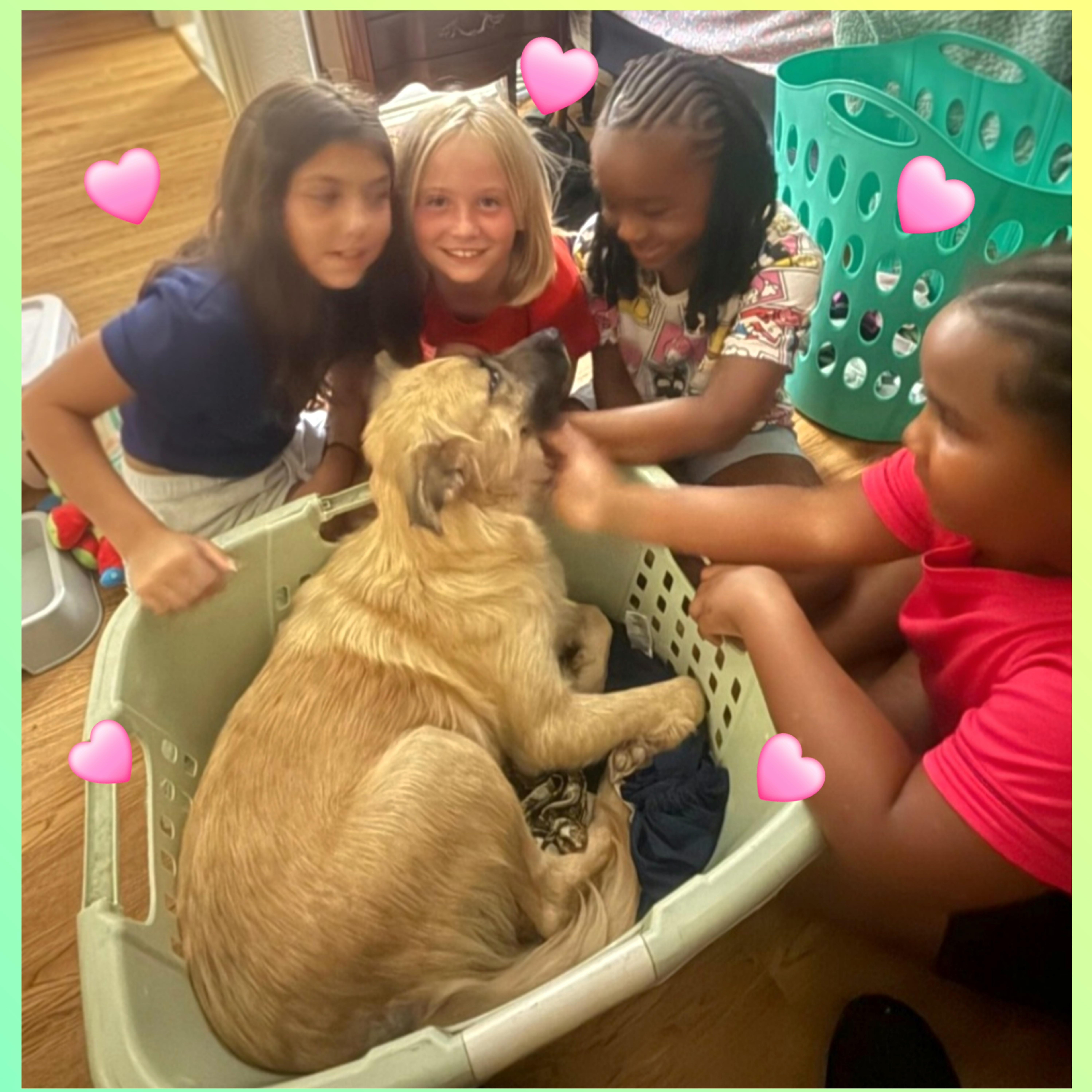 A young medium-sized female Australian Shepherd dog named Summer for adoption in Plano, TX