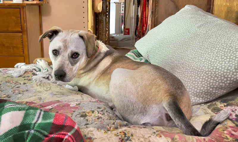 Bonnie Rosenickname Rosie Or thumbnail 2