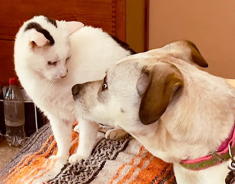 Bonnie Rosenickname Rosie Or thumbnail 4