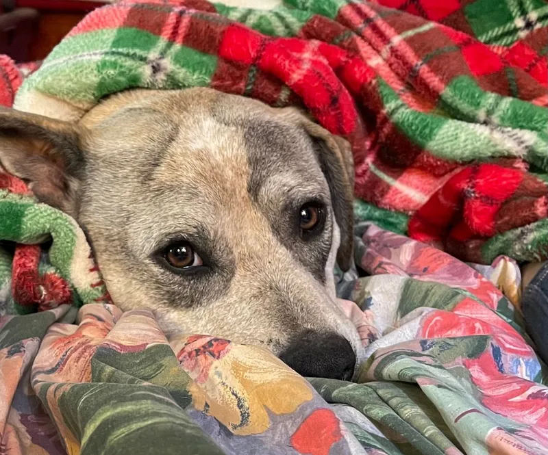 An adult medium-sized female Apricot / Beige Australian Cattle Dog / Blue Heeler dog named Bonnie Rosenickname Rosie Or for adoption in Nashville, TN