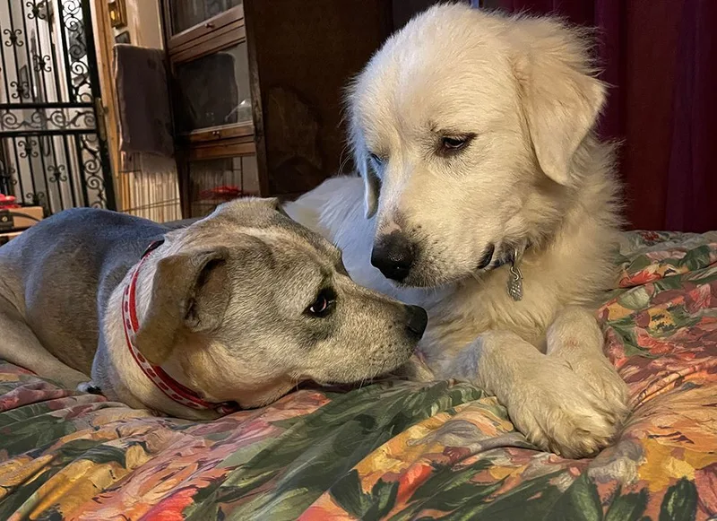 Bonnie Rosenickname Rosie Or thumbnail 6