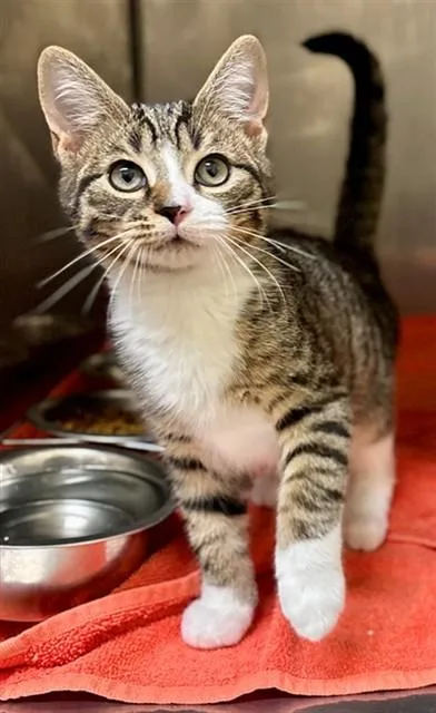 A baby small-sized male Domestic Short Hair cat named Butler for adoption in York, SC