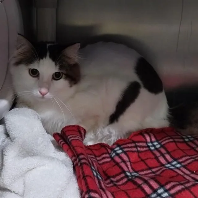 A young small-sized male Domestic Medium Hair cat named Mister for adoption in Alameda, CA