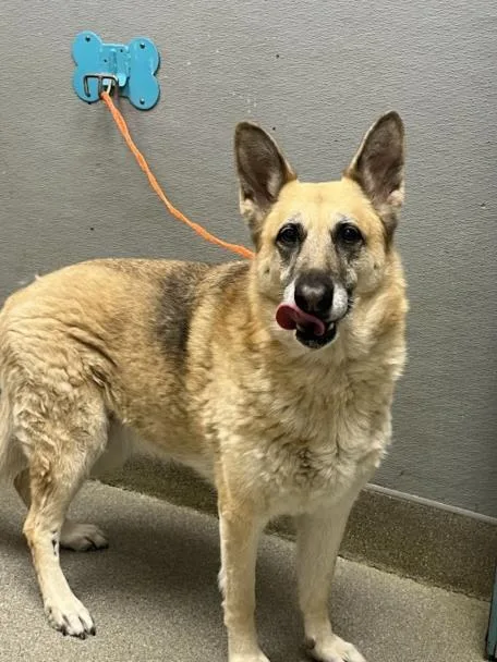 An adult large-sized female German Shepherd Dog dog named Riley for adoption in Las Vegas, NV