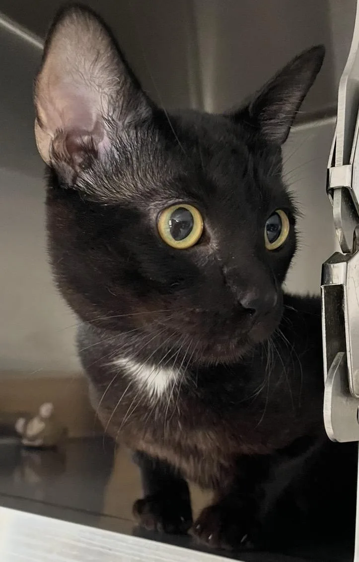 A young medium-sized male Domestic Short Hair cat named Big Head Fred for adoption in Cincinnati, OH