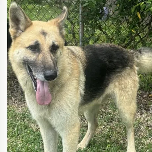 An adult large-sized male German Shepherd Dog dog named Ozzy A True for adoption in Houston, TX