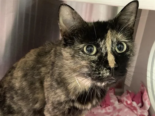 A young medium-sized female Domestic Short Hair cat named Tweety for adoption in Tustin, CA