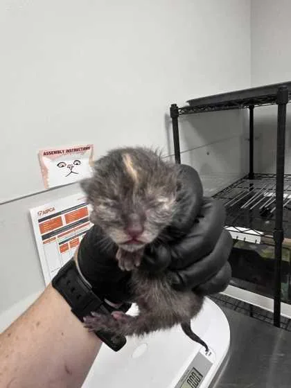 A baby small-sized female Domestic Short Hair cat named Arden for adoption in Sevierville, TN