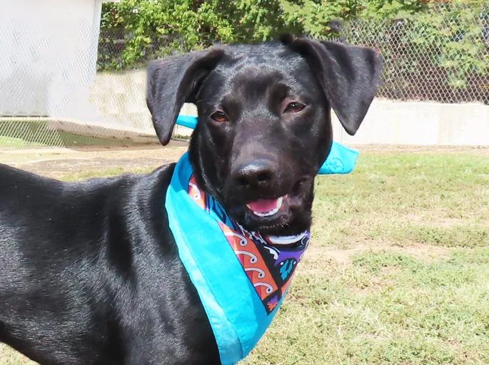 A baby medium-sized male Black Labrador Retriever dog named Rockwell C for adoption in Rogers, AR