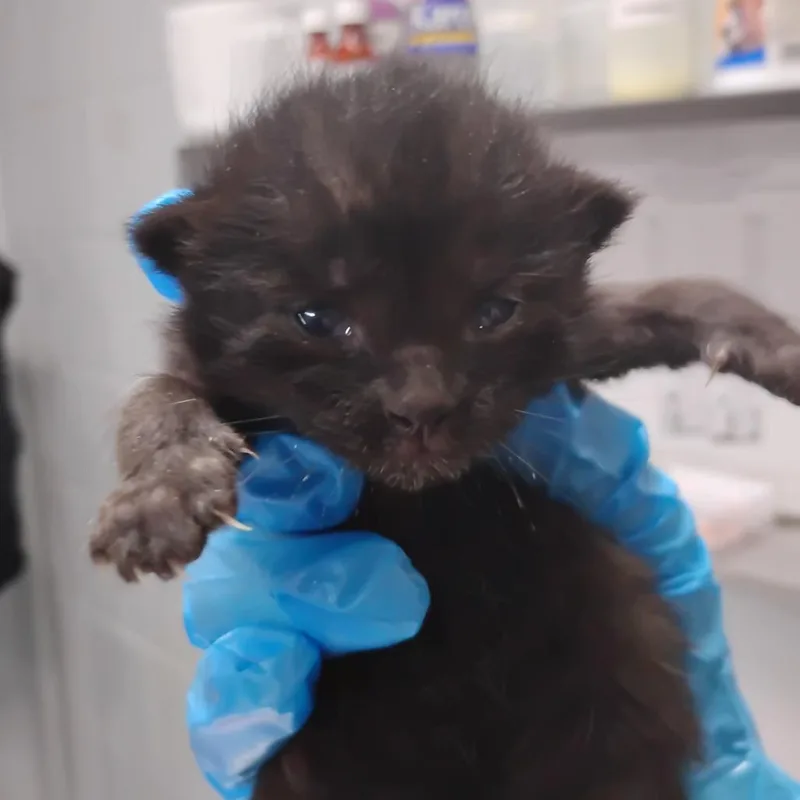 A baby small-sized female Black Domestic Short Hair cat named Magpie @ Petsmart for adoption in Summerville, SC