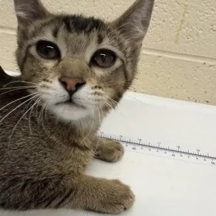 A baby small-sized male Black Domestic Short Hair cat named Robin for adoption in Rapid City, SD
