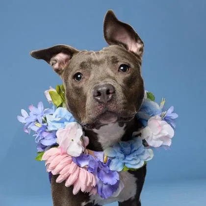 An adult medium-sized female Mixed Breed dog named Angelica for adoption in Atlanta, GA