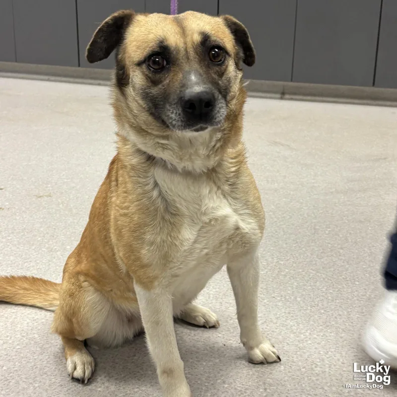 An adult medium-sized female Shepherd dog named Antebellum for adoption in Washington, DC