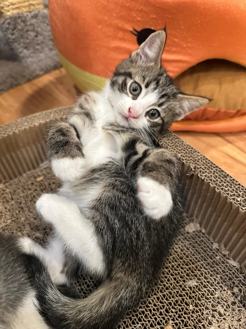 A baby medium-sized female Domestic Short Hair cat named Tabitha for adoption in Bayonne, NJ