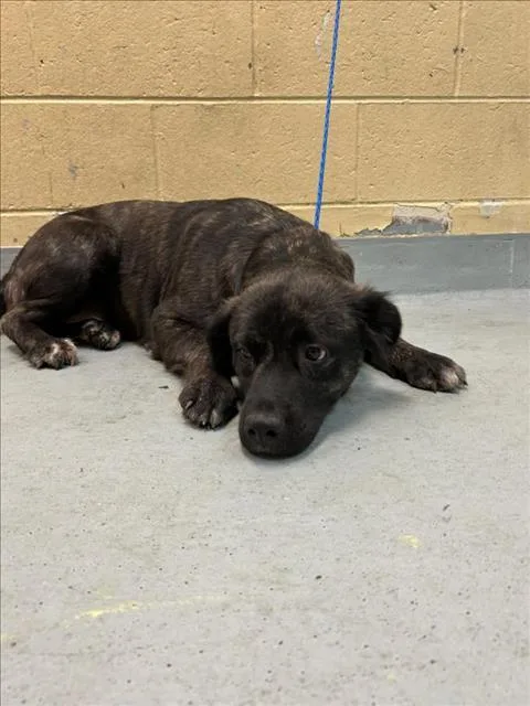 A young large-sized female Pit Bull Terrier dog named Truly for adoption in Tulsa, OK