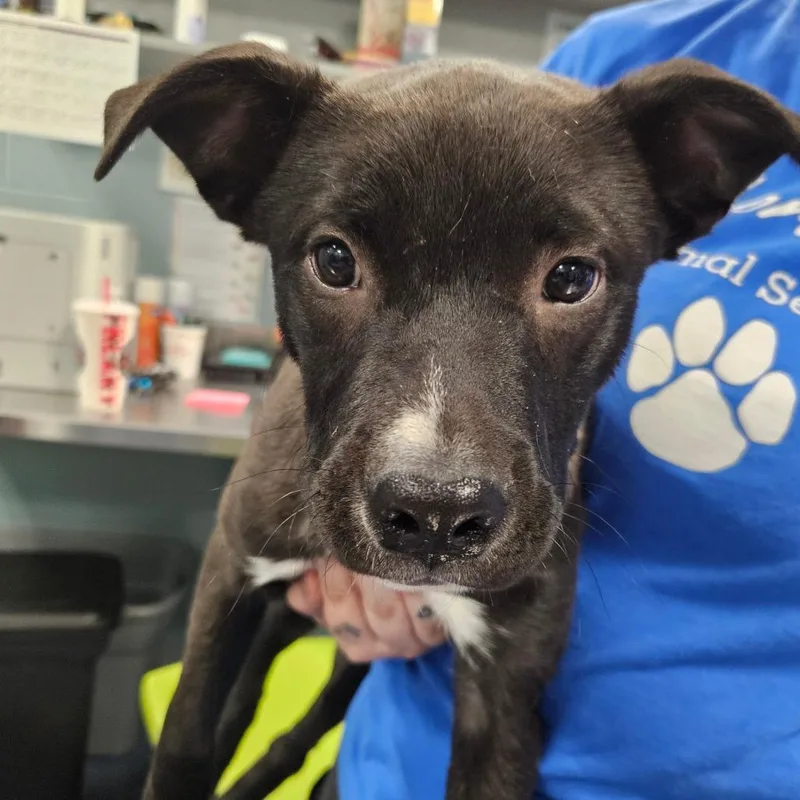 A baby small-sized male Black Mixed Breed dog named Markie Mark for adoption in Greensboro, NC