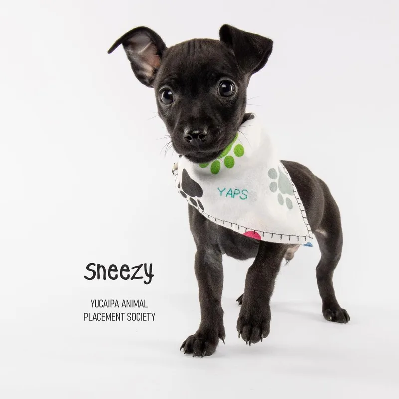 Sneezy
