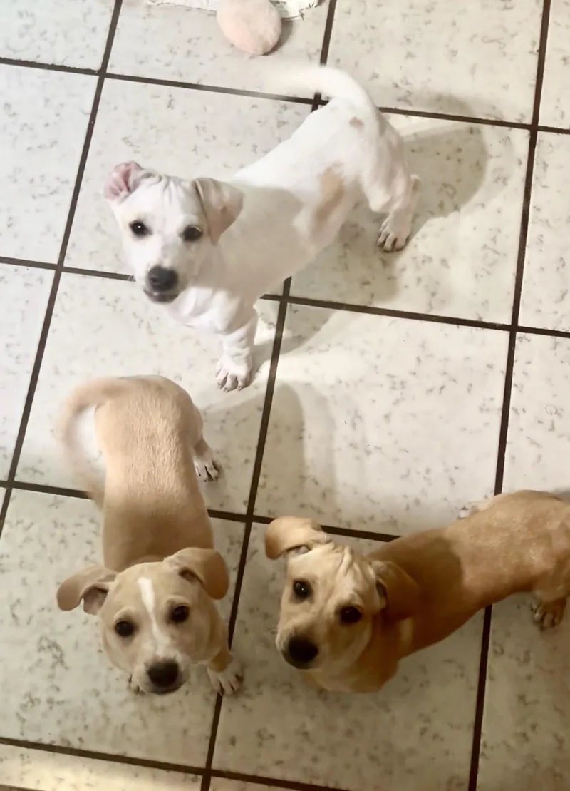 A baby small-sized male Yellow / Tan / Blond / Fawn Chiweenie dog named Joey for adoption in Chickasha, OK