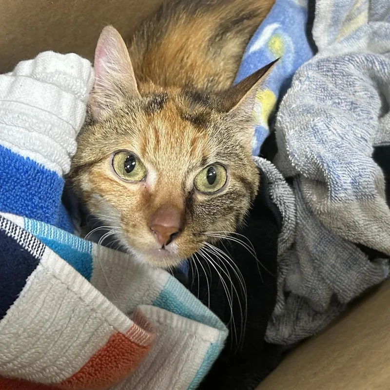 A baby small-sized female Calico Domestic Short Hair cat named Sunflower for adoption in Newark, NJ
