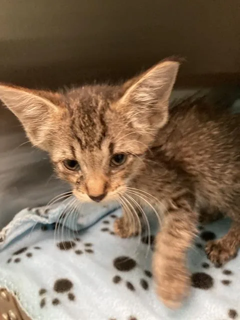 A baby small-sized female Domestic Short Hair cat named Gina for adoption in Dallas, TX