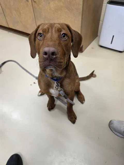 A young small-sized male Redbone Coonhound dog named Elmo for adoption in Aliquippa, PA