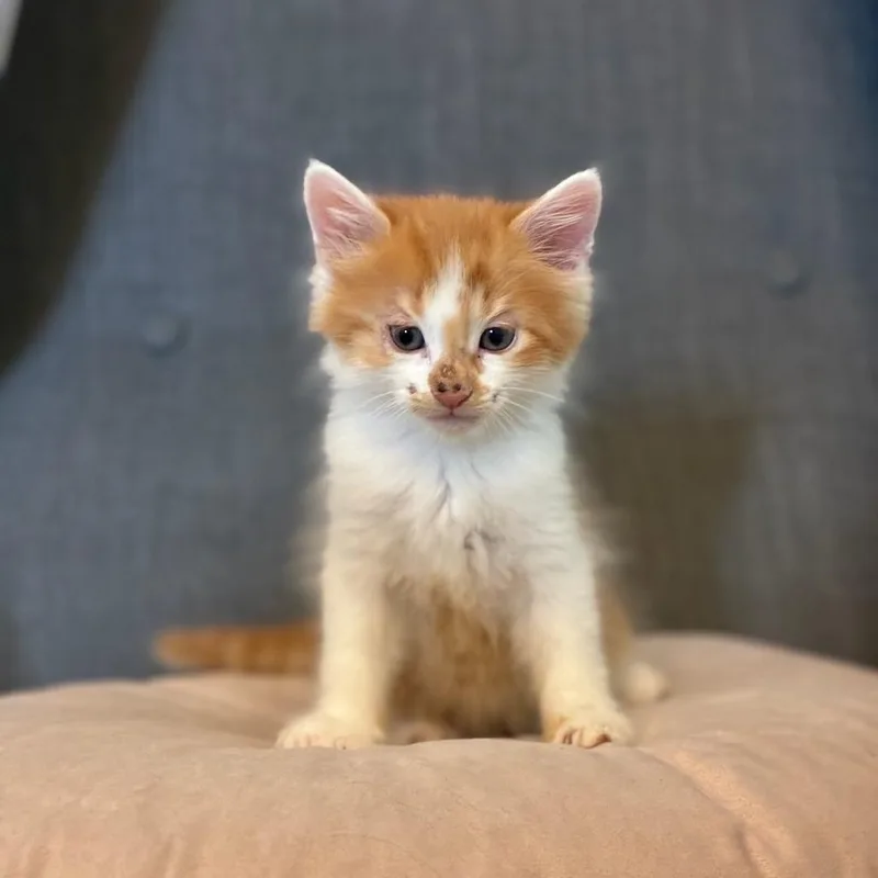 A baby small-sized male Orange / Red Domestic Short Hair cat named Atlas for adoption in Long Beach, CA