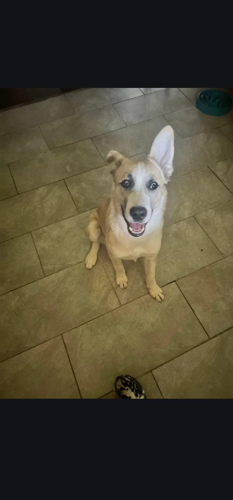 A baby medium-sized male Husky dog named Claus for adoption in Marine City, MI