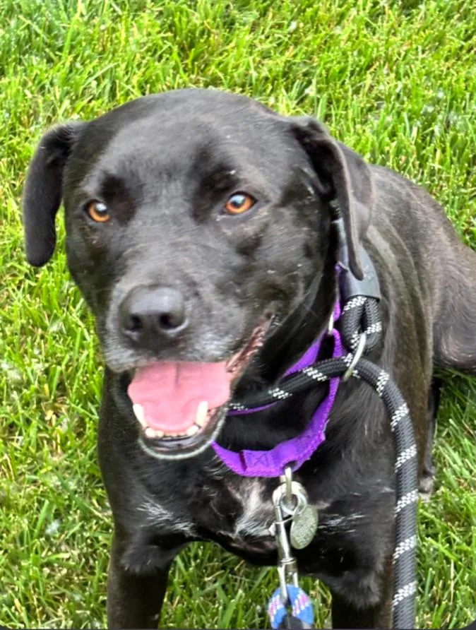 A young medium-sized female Boxer dog named Marla for adoption in Carroll, OH