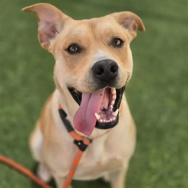 A young large-sized male Pit Bull Terrier dog named Cedar for adoption in Phoenix, AZ
