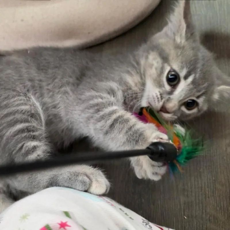 A young small-sized female Gray / Blue / Silver Domestic Short Hair cat named Amy for adoption in Tustin, CA