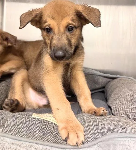 A baby medium-sized male German Shepherd Dog dog named Miller for adoption in Houston, TX