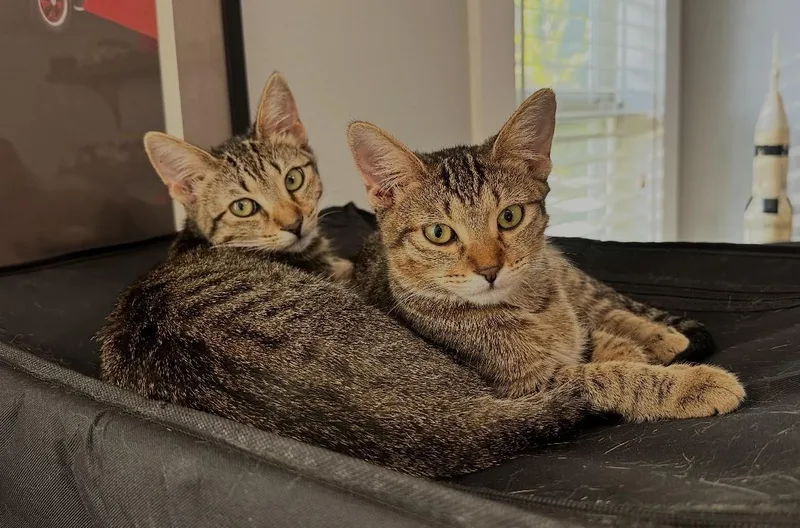 A baby medium-sized female American Shorthair cat named Soleil & Selene for adoption in Houston, TX