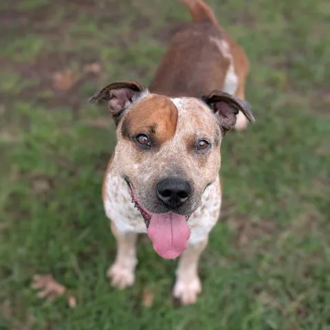 An adult medium-sized male Australian Cattle Dog / Blue Heeler dog named A for adoption in Conroe, TX