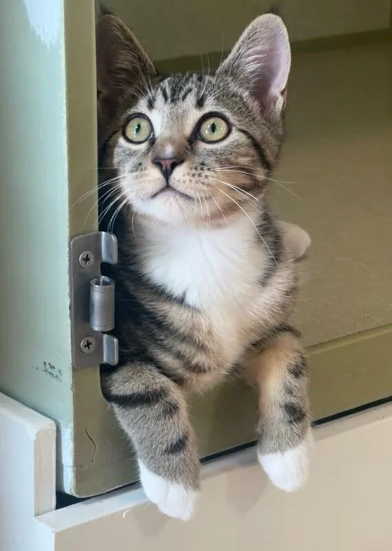 A young medium-sized female Brown / Chocolate Domestic Short Hair cat named Meerkat for adoption in Fort Collins, CO