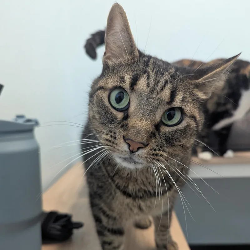 A senior small-sized male Brown / Chocolate Domestic Short Hair cat named Jiv for adoption in Winchester, TN