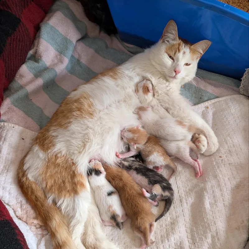 A young medium-sized female Domestic Short Hair cat named Marmalade for adoption in Haddon Heights, NJ