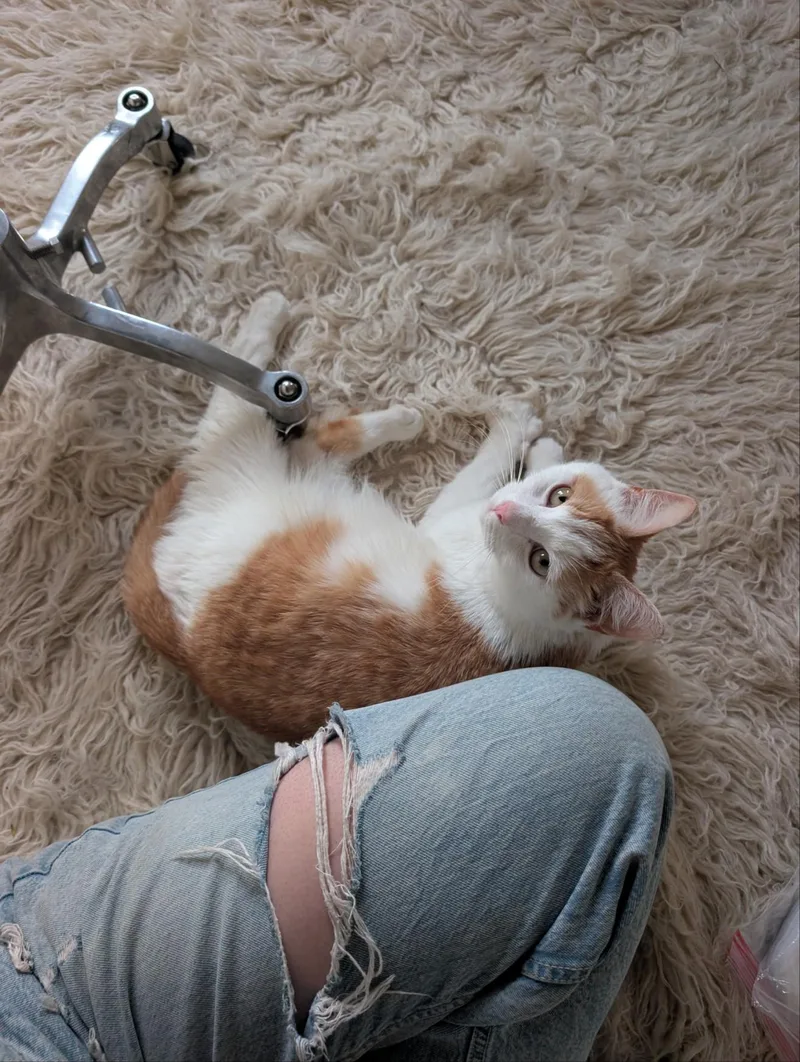 Marmalade thumbnail 2