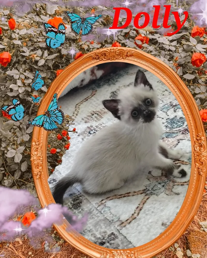 A baby medium-sized female White Domestic Short Hair cat named Dolly for adoption in Terrell, TX